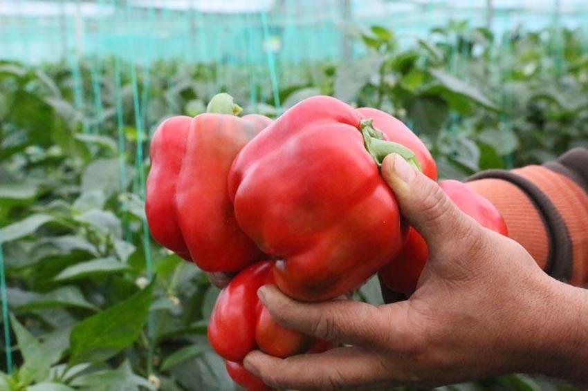 Fiyatlardaki düşüş yüzde 50'yi buldu! Başta domates olmak üzere birçok sebzenin fiyatı 10-15 TL'ye geriledi