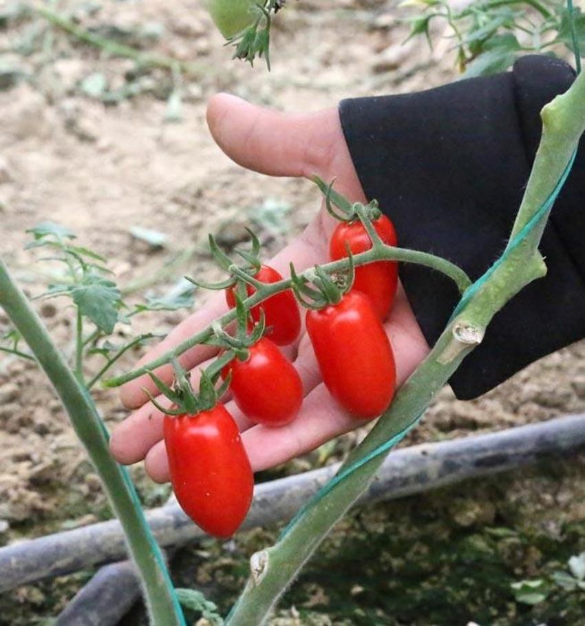 Fiyatlardaki düşüş yüzde 50'yi buldu! Başta domates olmak üzere birçok sebzenin fiyatı 10-15 TL'ye geriledi