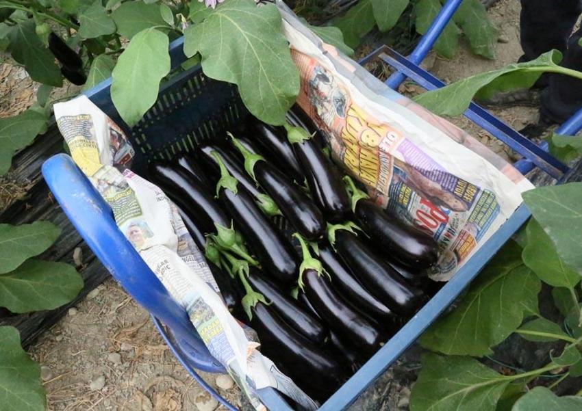Fiyatlardaki düşüş yüzde 50'yi buldu! Başta domates olmak üzere birçok sebzenin fiyatı 10-15 TL'ye geriledi
