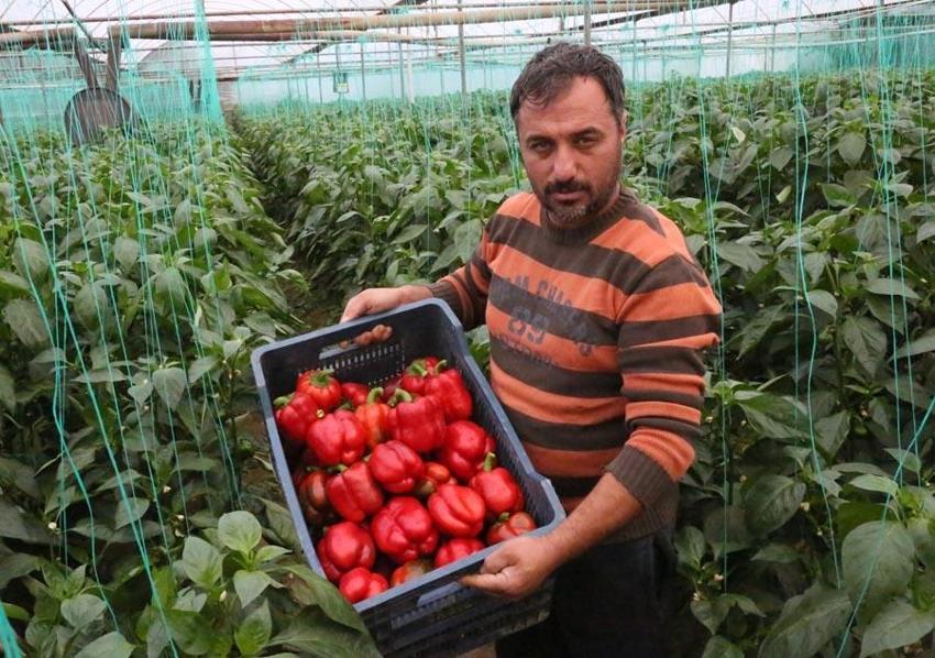 Fiyatlardaki düşüş yüzde 50'yi buldu! Başta domates olmak üzere birçok sebzenin fiyatı 10-15 TL'ye geriledi