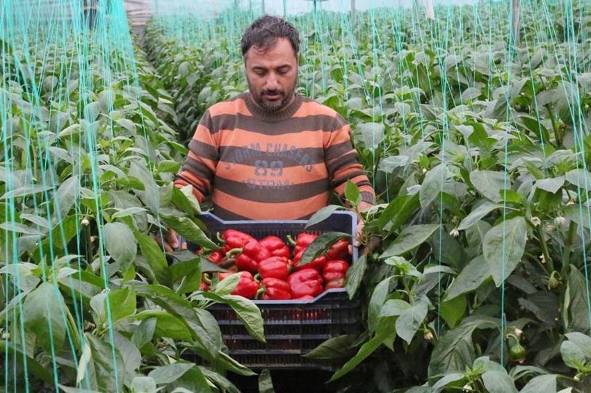 Fiyatlardaki düşüş yüzde 50'yi buldu! Başta domates olmak üzere birçok sebzenin fiyatı 10-15 TL'ye geriledi