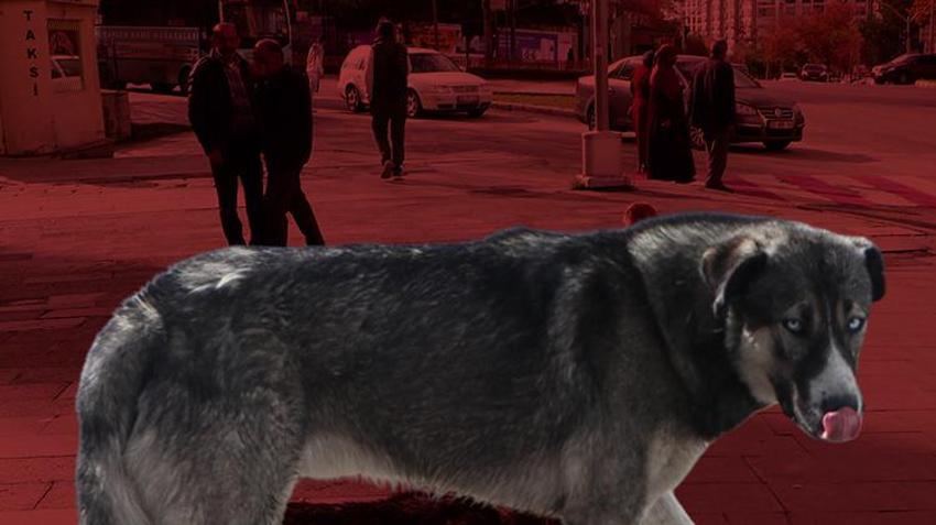 'Cenin olacaksın, sen de esne...' Hepsini unutun, işte köpek saldırısına karşı tek çözüm