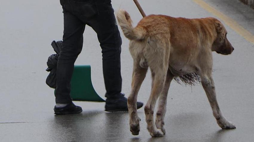 'Cenin olacaksın, sen de esne...' Hepsini unutun, işte köpek saldırısına karşı tek çözüm