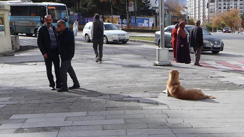'Cenin olacaksın, sen de esne...' Hepsini unutun, işte köpek saldırısına karşı tek çözüm