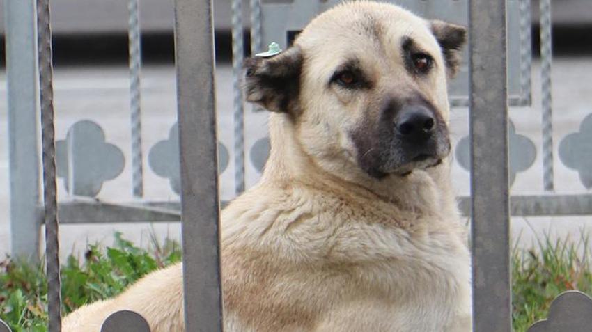 'Cenin olacaksın, sen de esne...' Hepsini unutun, işte köpek saldırısına karşı tek çözüm