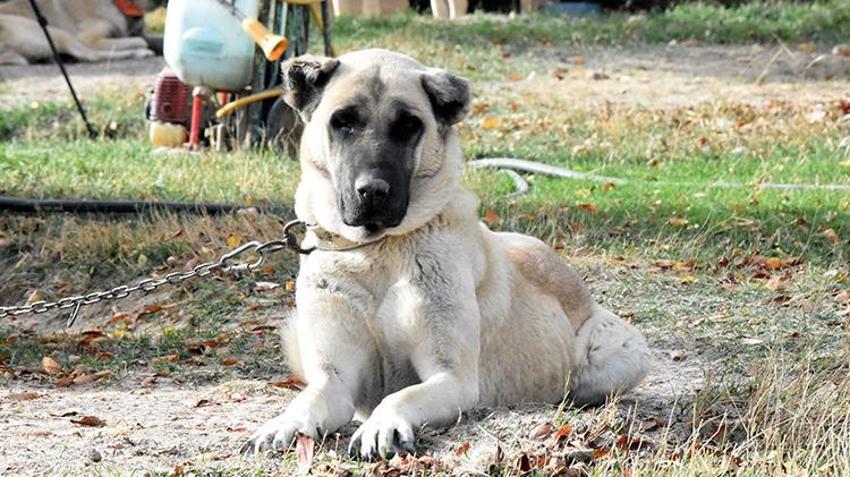 'Cenin olacaksın, sen de esne...' Hepsini unutun, işte köpek saldırısına karşı tek çözüm