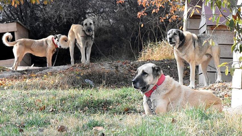 'Cenin olacaksın, sen de esne...' Hepsini unutun, işte köpek saldırısına karşı tek çözüm