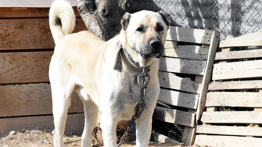 'Cenin olacaksın, sen de esne...' Hepsini unutun, işte köpek saldırısına karşı tek çözüm