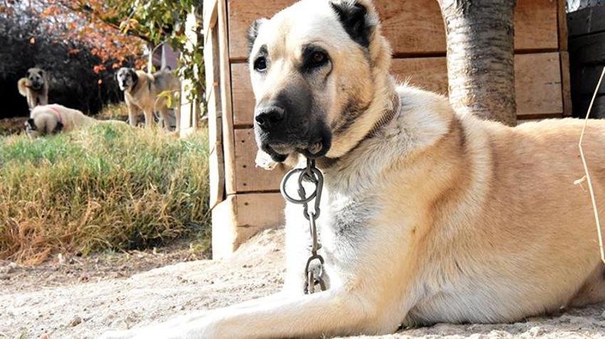 'Cenin olacaksın, sen de esne...' Hepsini unutun, işte köpek saldırısına karşı tek çözüm
