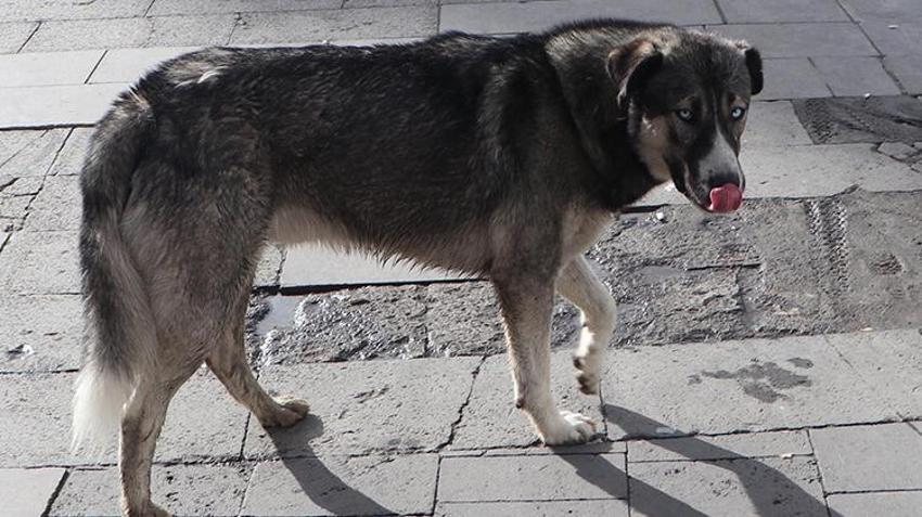 'Cenin olacaksın, sen de esne...' Hepsini unutun, işte köpek saldırısına karşı tek çözüm