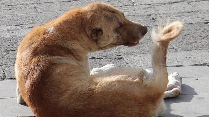 'Cenin olacaksın, sen de esne...' Hepsini unutun, işte köpek saldırısına karşı tek çözüm