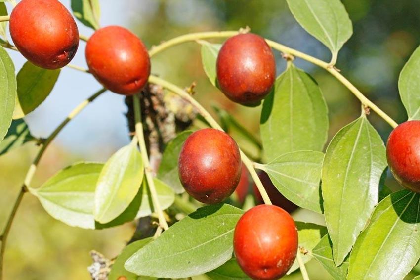 Antioksidan kaynağı vücut sağlığını koruyor kilo verdiriyor! Uzak Doğu'da çok yaygın Adana ve Antalya'da yetişiyor