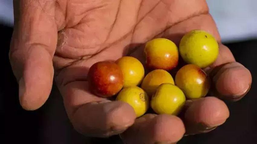 Antioksidan kaynağı vücut sağlığını koruyor kilo verdiriyor! Uzak Doğu'da çok yaygın Adana ve Antalya'da yetişiyor