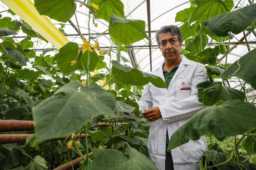 Azerbaycan ve Meksika'da denendi! Hıyarda aranan aromayı 7 yılda buldu