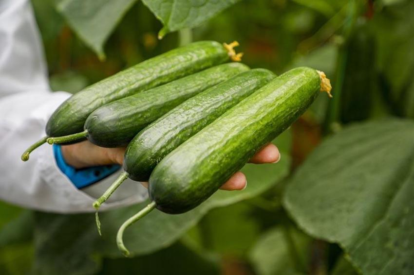 Azerbaycan ve Meksika'da denendi! Hıyarda aranan aromayı 7 yılda buldu