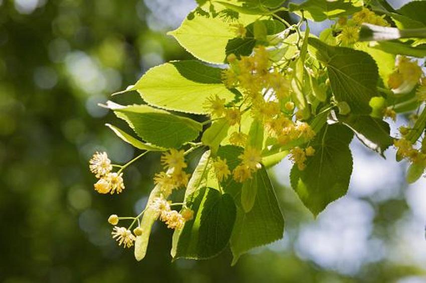 Fiyatı altınla yarışıyor! Kilosu 2 bin 500 TL