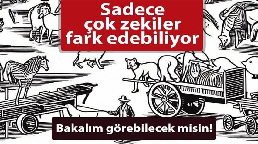 Dünyaca ünlü civciv testi! Siz kaç saniyede görebileceksiniz?