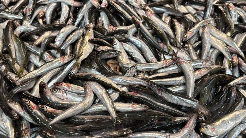 Balıkçılar kampanya yaptı, balık fiyatları 35 liraya düştü
