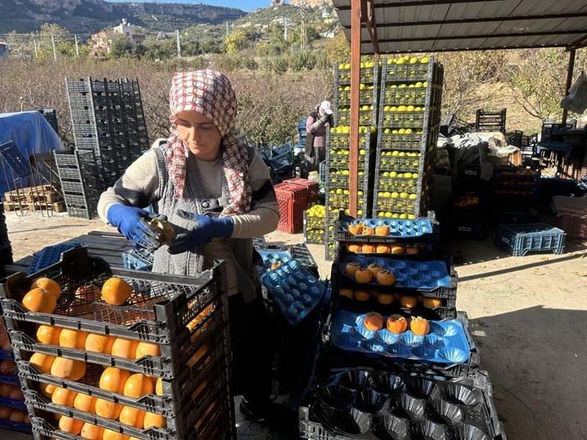 Trabzon hurması çiftçinin yüzünü güldürüyor! Her ağaç 1500 lira kazandırıyor