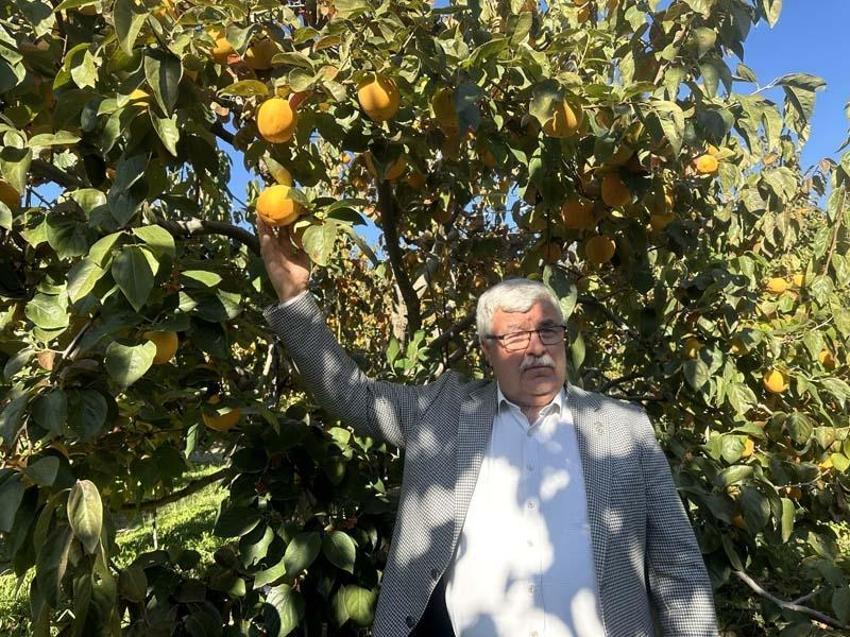 Trabzon hurması çiftçinin yüzünü güldürüyor! Her ağaç 1500 lira kazandırıyor