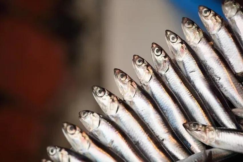 Karadenizli balıkçıların bilip söylemediği sır: Hamsinin yanında bunu yerseniz kabızlığı yok ediyor!