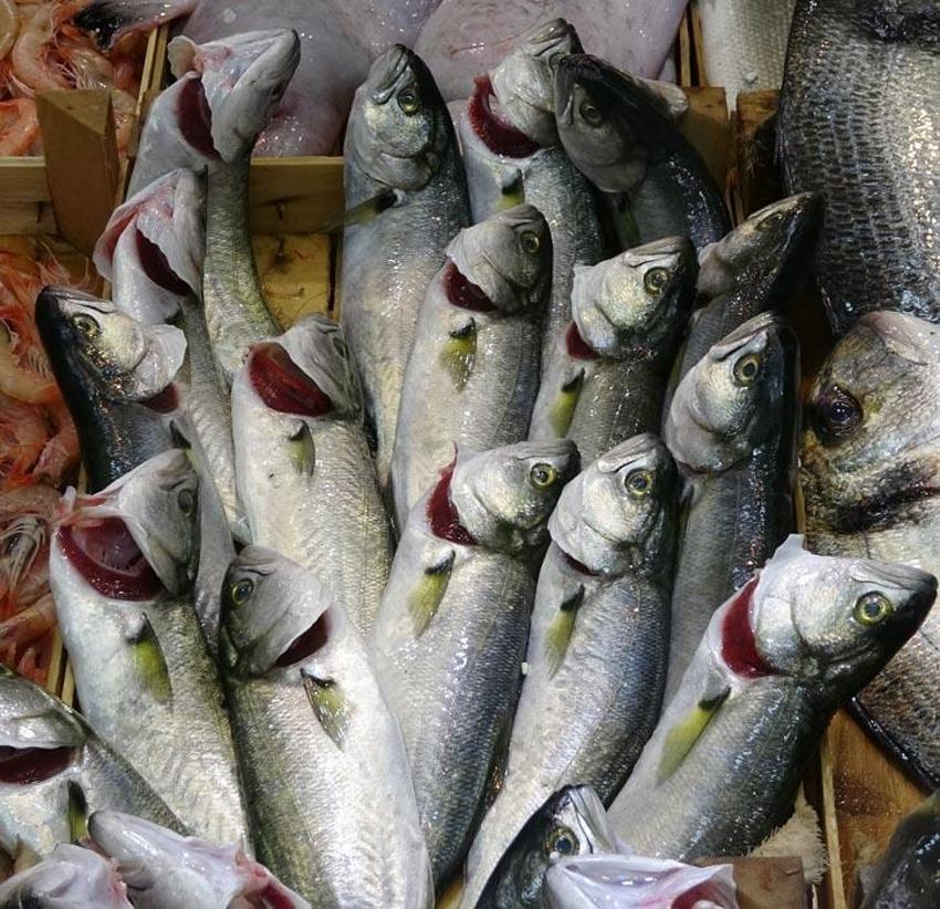 Havalar soğumadı balık akını bitti, lüferin kilosu 350 liradan 750 liraya çıktı