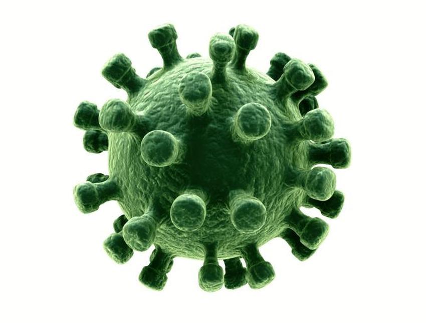 MAYMUN ÇİÇEĞİ BELİRTİLERİ | (MPOX) Maymun Çiçeği Virüsü nedir, nasıl geçer ve bulaşır?