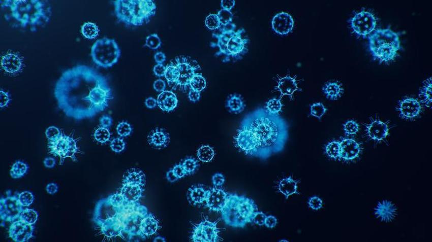 MAYMUN ÇİÇEĞİ BELİRTİLERİ | (MPOX) Maymun Çiçeği Virüsü nedir, nasıl geçer ve bulaşır?