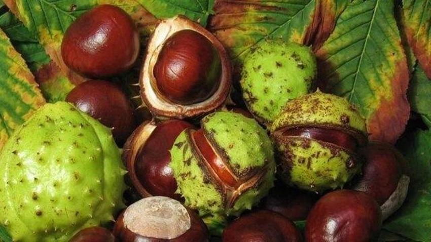 Evde kendin yap: Basur sorunu bu çaylarla hafifliyor! Hemoroid sancısına şifa oluyor