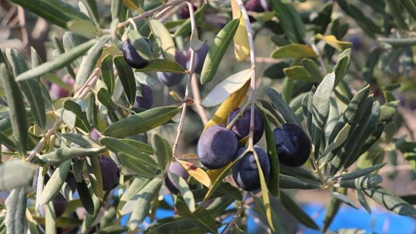 Zeytinin acılığından eser kalmıyor: Sadece iki malzemeyle yapılan mutfak sırrını çoğu kişi bilmiyor!