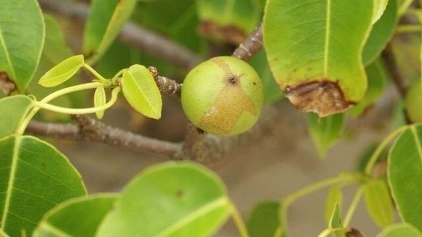 Elleyen pişman oluyor: Dokununca öldüren 7 bitki!