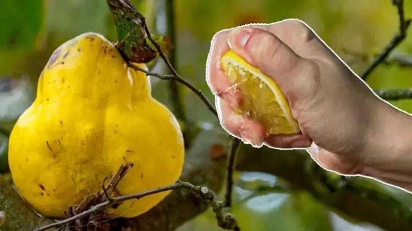 Yerken üzerine bir de limon sıkın: Kışın yiyeni ne grip yakalıyor, ne boğaz ağrısı!