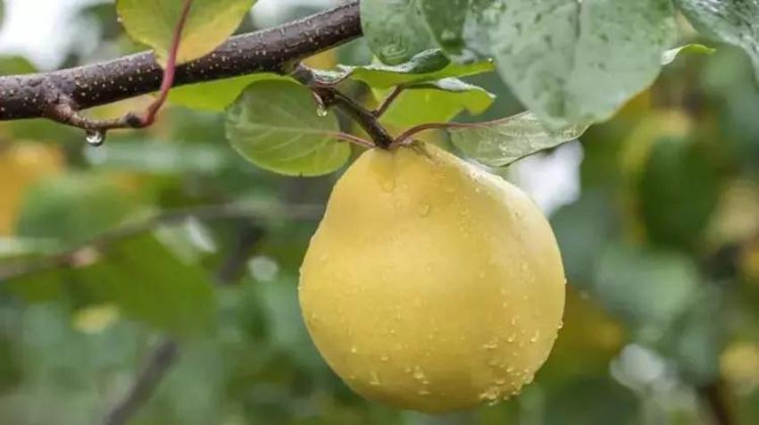 Yerken üzerine bir de limon sıkın: Kışın yiyeni ne grip yakalıyor, ne boğaz ağrısı!