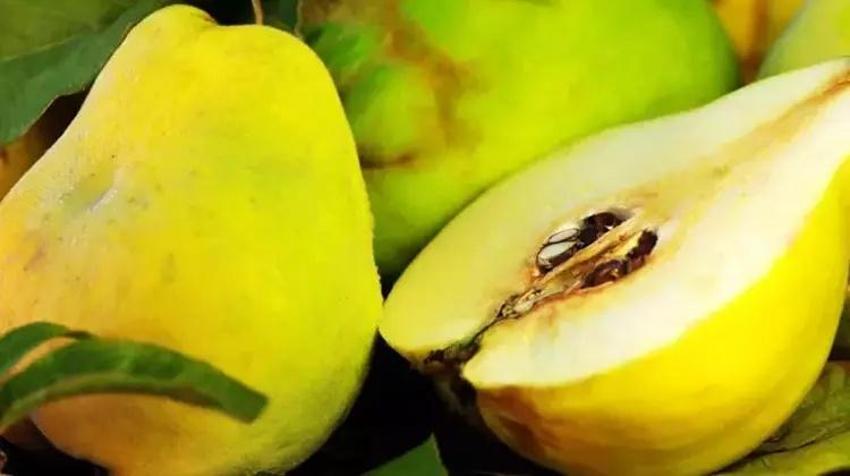 Yerken üzerine bir de limon sıkın: Kışın yiyeni ne grip yakalıyor, ne boğaz ağrısı!