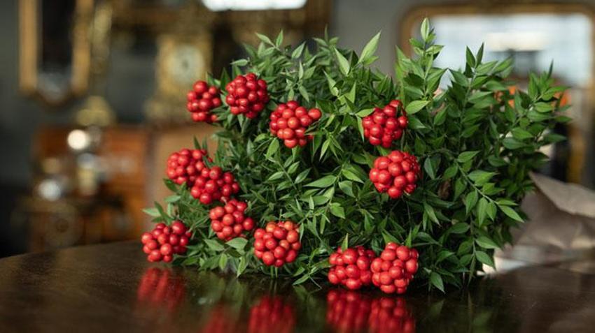 Yılbaşında neden kokina alınır? Yılbaşı çiçeği kokinanın anlamı nedir, kokina nasıl yapılır? Kokina’nın hikayesi…