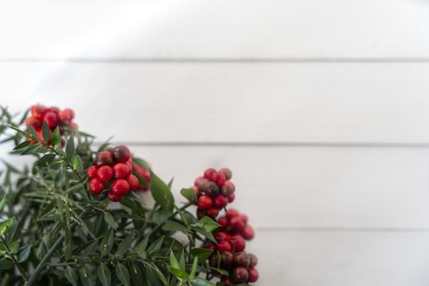 Yılbaşında neden kokina alınır? Yılbaşı çiçeği kokinanın anlamı nedir, kokina nasıl yapılır? Kokina’nın hikayesi…