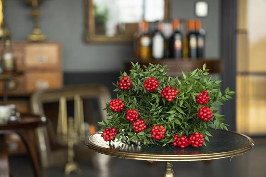 Yılbaşında neden kokina alınır? Yılbaşı çiçeği kokinanın anlamı nedir, kokina nasıl yapılır? Kokina’nın hikayesi…