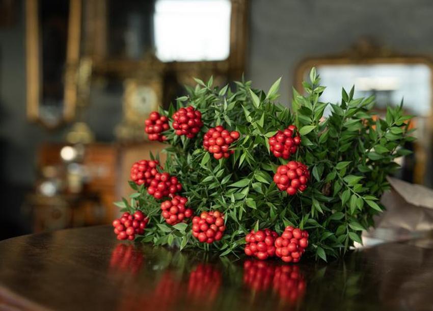 Yılbaşında neden kokina alınır? Yılbaşı çiçeği kokinanın anlamı nedir, kokina nasıl yapılır? Kokina’nın hikayesi…