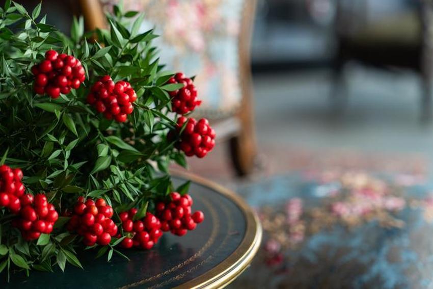 Yılbaşında neden kokina alınır? Yılbaşı çiçeği kokinanın anlamı nedir, kokina nasıl yapılır? Kokina’nın hikayesi…