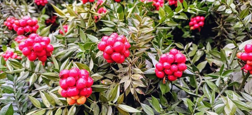 Yılbaşında neden kokina alınır? Yılbaşı çiçeği kokinanın anlamı nedir, kokina nasıl yapılır? Kokina’nın hikayesi…