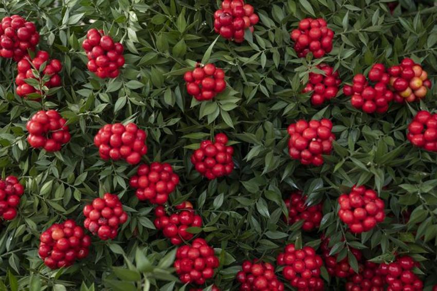 Yılbaşında neden kokina alınır? Yılbaşı çiçeği kokinanın anlamı nedir, kokina nasıl yapılır? Kokina’nın hikayesi…