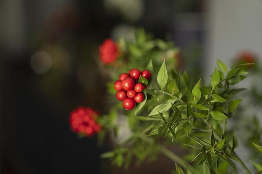 Yılbaşında neden kokina alınır? Yılbaşı çiçeği kokinanın anlamı nedir, kokina nasıl yapılır? Kokina’nın hikayesi…