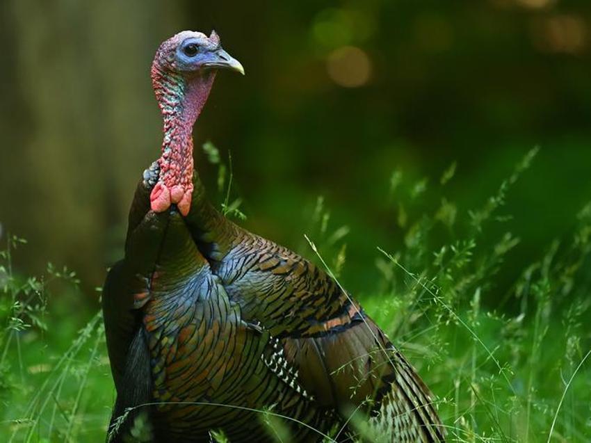 Yılbaşında hindi yemek günah mı? Hindi eti haram mı, yılbaşında neden hindi kesilir, yılbaşında hindi geleneği nereden gelir?