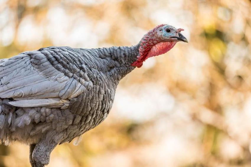 Yılbaşında hindi yemek günah mı? Hindi eti haram mı, yılbaşında neden hindi kesilir, yılbaşında hindi geleneği nereden gelir?
