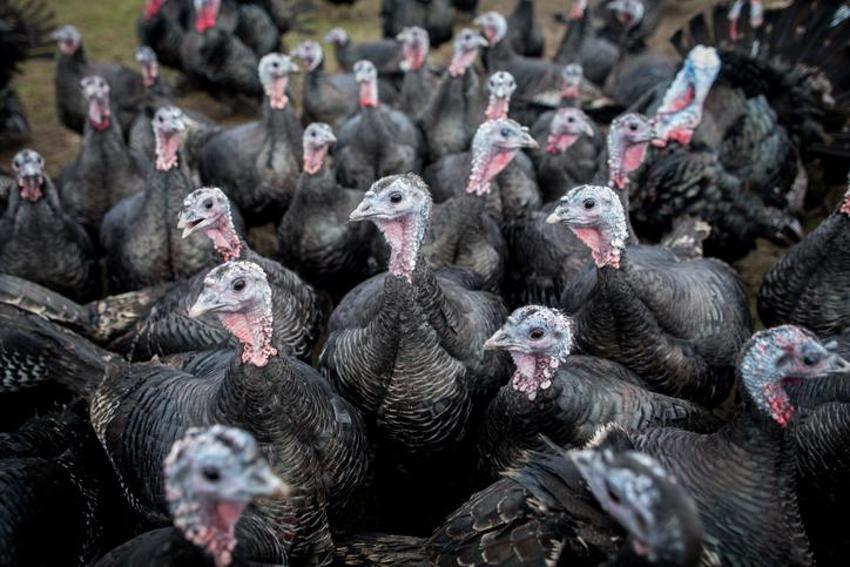 Yılbaşında hindi yemek günah mı? Hindi eti haram mı, yılbaşında neden hindi kesilir, yılbaşında hindi geleneği nereden gelir?