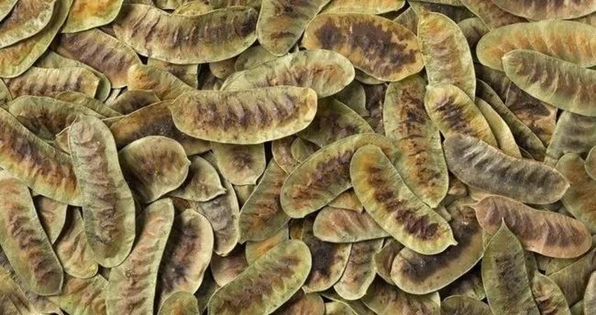 Bu karışım Osmanlının en büyük eczası İbnül Baytar'dan: Toz haline getirip içenin bel ağrısı kalmıyor! Sadece 2 kez yapmak yetiyor