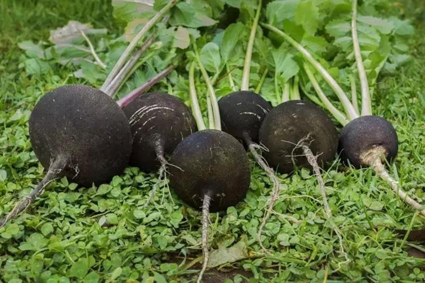 Boğazda öküz oturuyor hissine çare oluyor: Gargarasını yapın, çayını için: Hırıltı, kuru öksürük ertesi gün geçiyor!