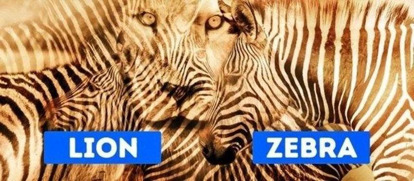 Kişiliğiniz hakkında ipucu: Bu testte gördüğünüz ilk görsel en büyük özelliğinizi ele veriyor