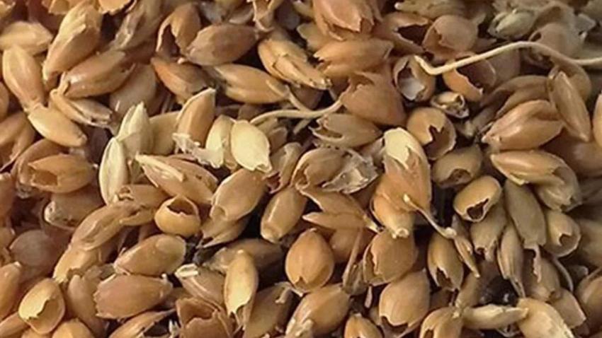 Ilık suyla karıştır, zeytinyağıyla karıştır: Böbrekte taş, kum bırakmıyor. Ölüp ölüp dirilmeye son veriyor!