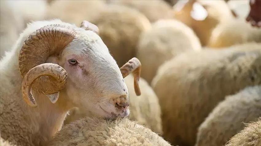 Kurban bayramına kaç gün var? 2024 Kurban tatili kaç gün? Diyanet Kurban bayramı tarihleri